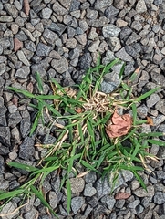 Digitaria ciliaris
