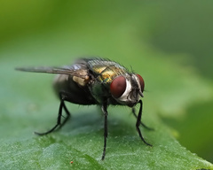 Lucilia
