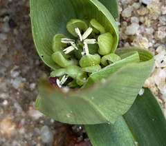 Colchicum eucomoides
