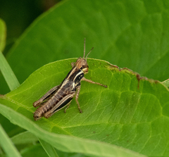 Melanoplus borealis