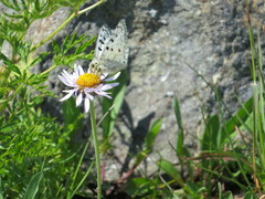 Parnassius smintheus