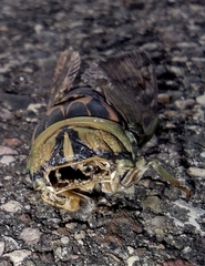 Neotibicen canicularis