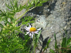 Parnassius smintheus