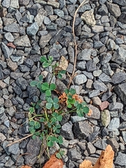 Medicago lupulina