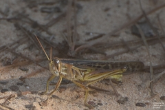 Schistocerca americana
