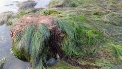 Phyllospadix torreyi