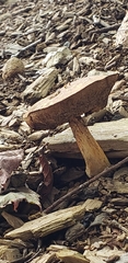 Tylopilus felleus