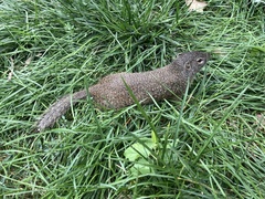 Poliocitellus franklinii