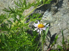Parnassius smintheus