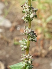 Atriplex prostrata