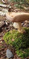 Tylopilus felleus