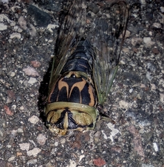 Neotibicen canicularis