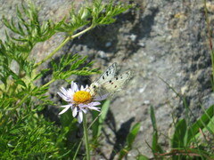 Parnassius smintheus