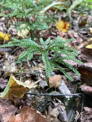 Dendrolycopodium