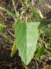 Atriplex prostrata