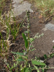 Atriplex prostrata