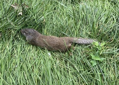 Poliocitellus franklinii