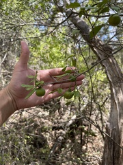 Diospyros texana