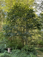 Acer macrophyllum