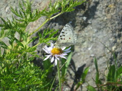 Parnassius smintheus