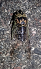 Neotibicen canicularis