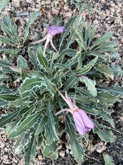 Oenothera cespitosa