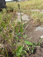 Atriplex prostrata