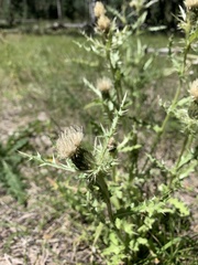Cirsium canescens