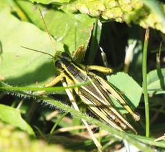 Melanoplus bivittatus