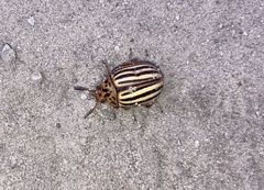 Leptinotarsa decemlineata