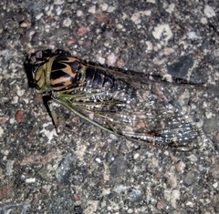 Neotibicen canicularis
