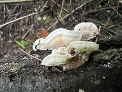 Trametes elegans