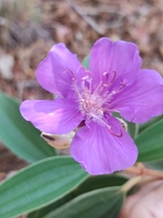 Tibouchina