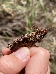 Melanoplus macclungi