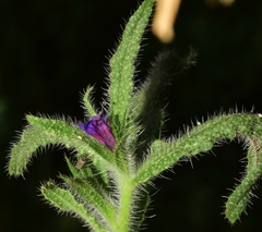Echium