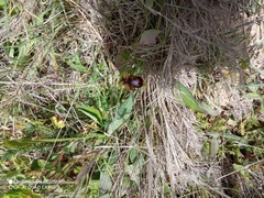 Ophrys speculum