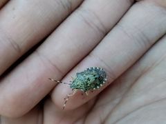 Rhaphigaster nebulosa