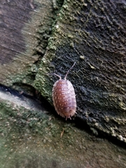 Oniscus asellus