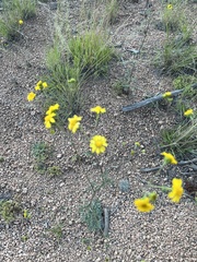 Hymenothrix dissecta