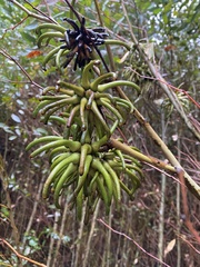 Eucalyptus conferruminata