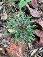 Dendrolycopodium