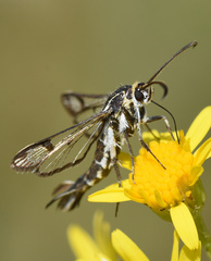 Pyropteron triannuliformis