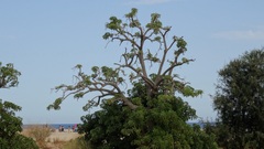 Phytolacca dioica