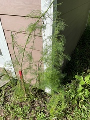 Ipomoea quamoclit