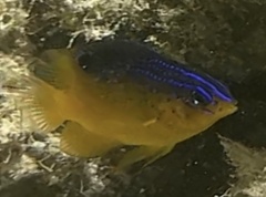 Stegastes leucostictus