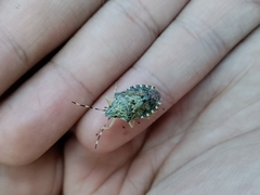 Rhaphigaster nebulosa