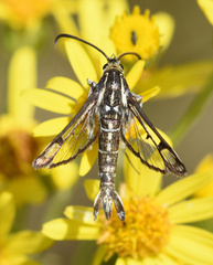 Pyropteron triannuliformis