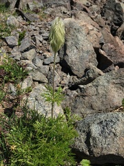 Pulsatilla occidentalis