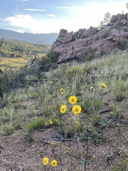 Hymenothrix dissecta