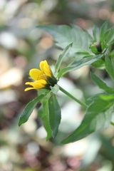 Bidens amplissima